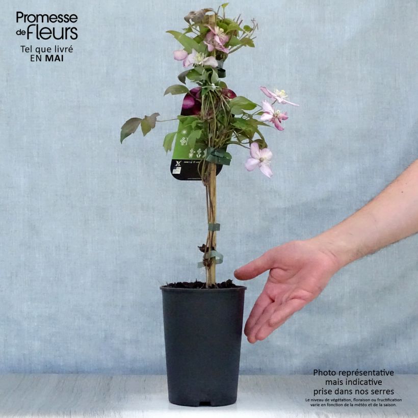 Example of Clematis montana Van Gogh - Berg-Waldrebe Topf mit 2L/3L as you get in printemps