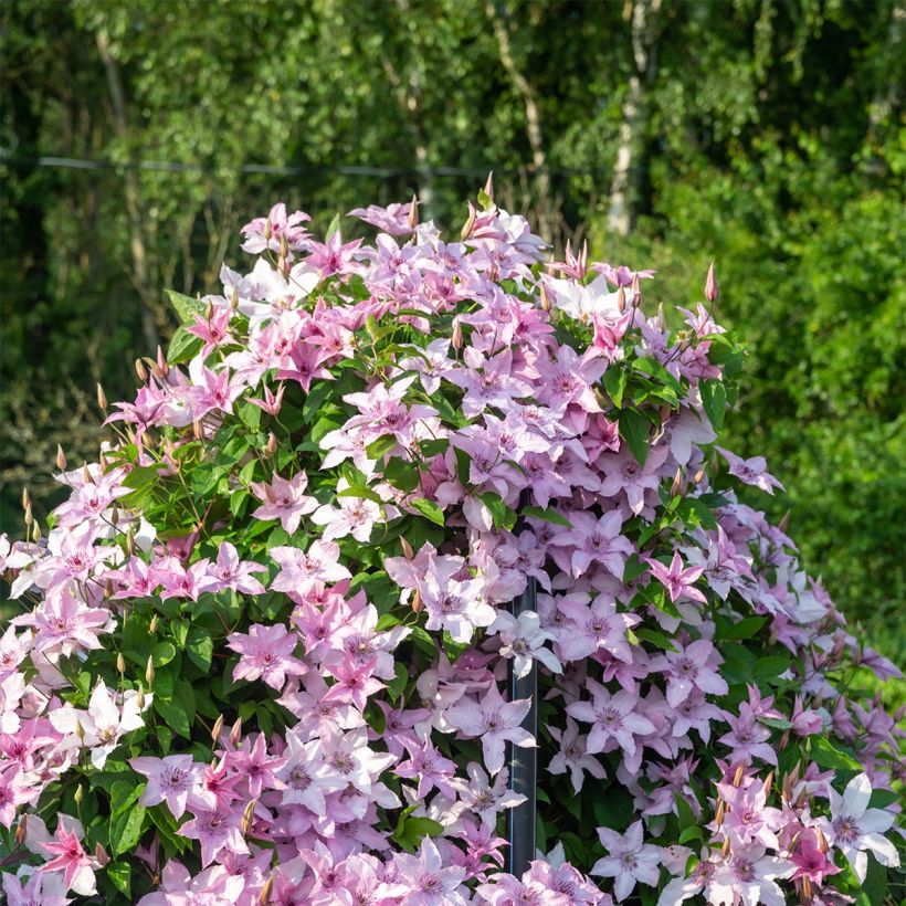 Waldrebe Mandy - Clematis (Plant habit)