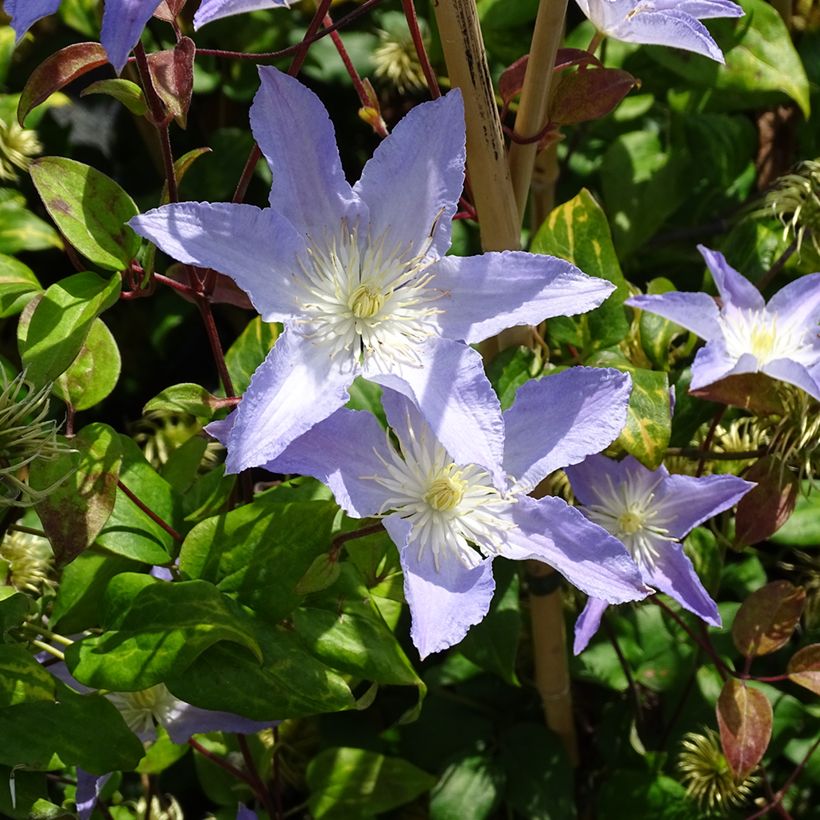 Waldrebe Spotlight - Clematis (Wuchs)