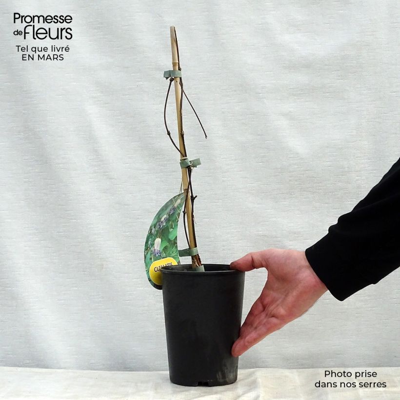 Exemplar von Clematis viorna Pitcheri - Waldrebe Topf mit 2L/3L wie im Frühjahr geliefert