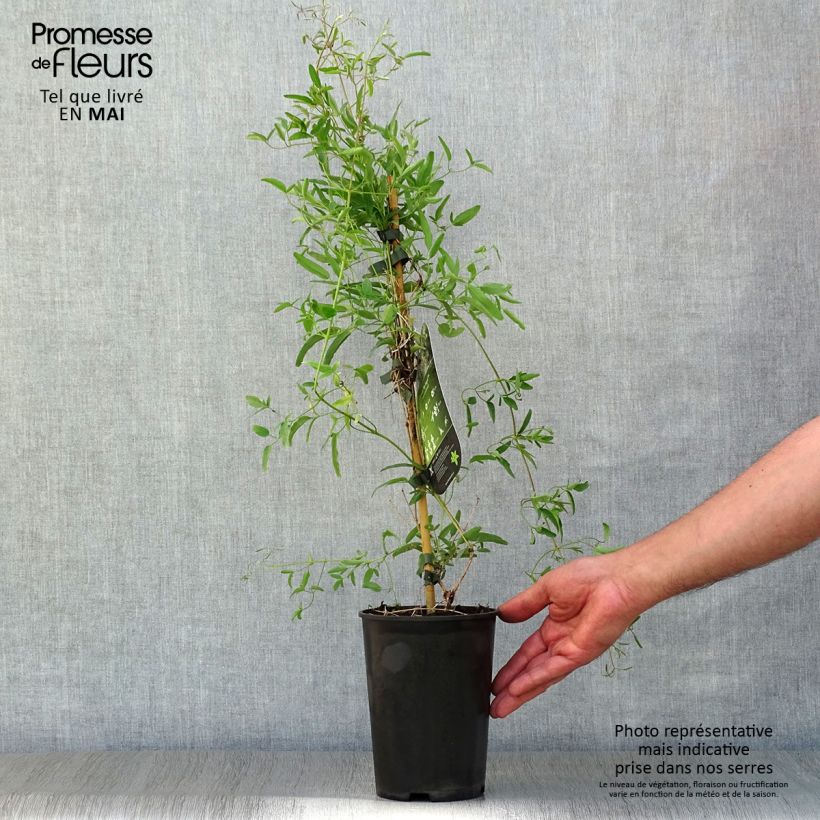 Example of Clematis tangutica My Angel - Gold-Waldrebe Topf mit 2L/3L as you get in printemps