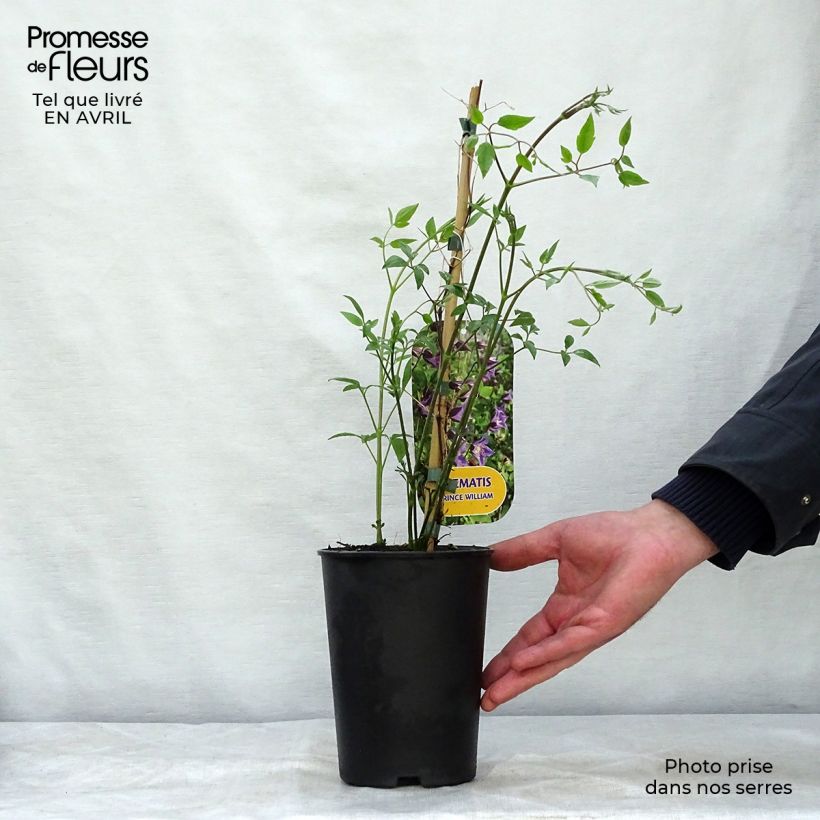 Exemplar von Clematis texensis Prince William - Texas-Waldrebe Topf mit 2L/3L wie im Frühjahr geliefert