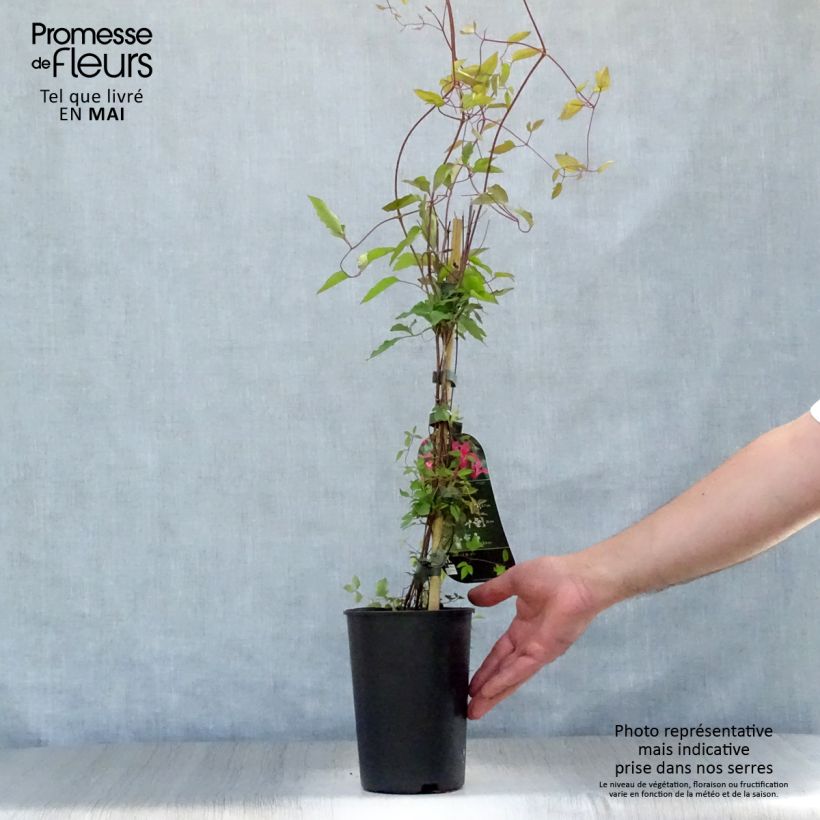 Example of Clematis texensis Princess Diana - Texas-Waldrebe Topf mit 1,5L/2L as you get in printemps