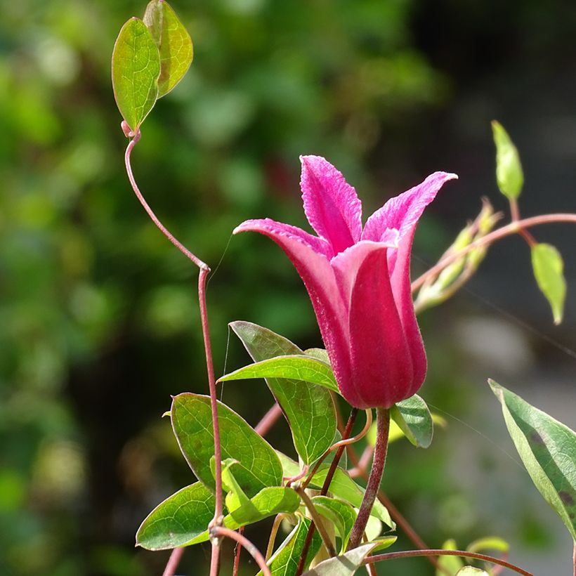 Clematis texensis Princess Diana - Texas-Waldrebe (Flowering)