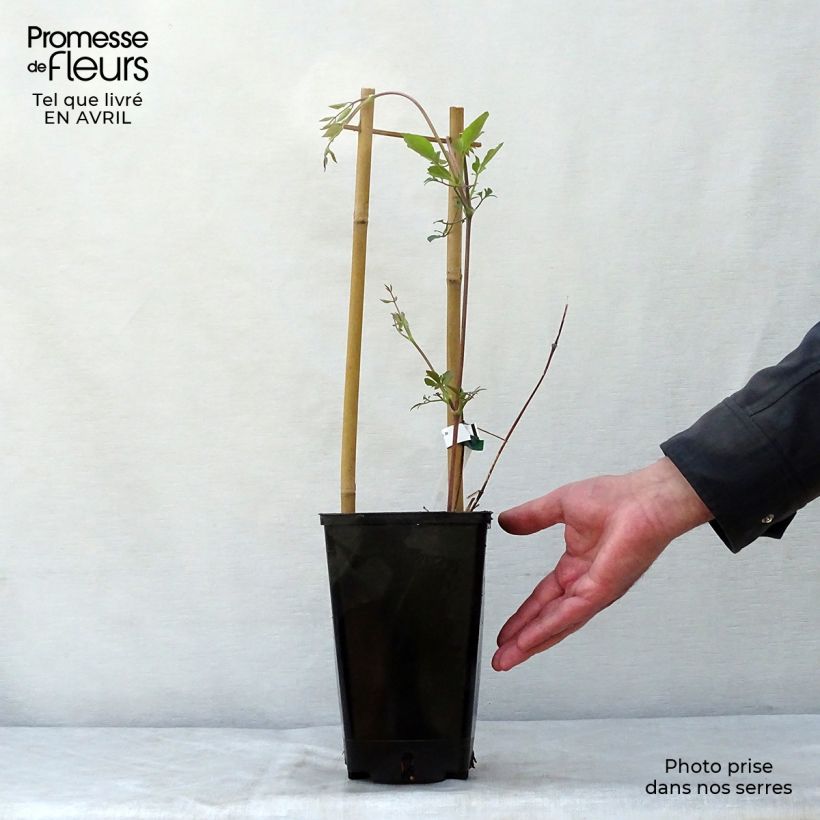 Exemplar von Clematis texensis Queen Maxima - Texas-Waldrebe Topf mit 1,5L/2L wie im Frühjahr geliefert