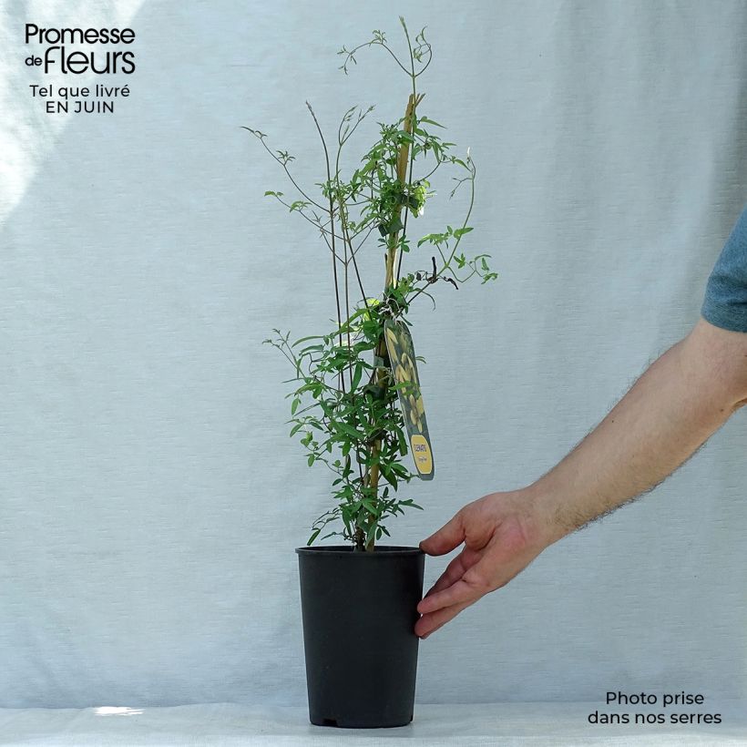 Exemplar von Clematis tibetana var. vernayi Orange Peel - Waldrebe Topf mit 2L/3L wie im Sommer geliefert