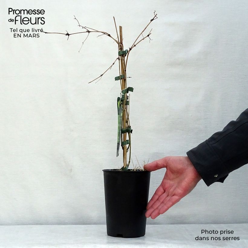 Exemplar von Clematis tibetana var. vernayi Orange Peel - Waldrebe Topf mit 2L/3L wie im Frühjahr geliefert