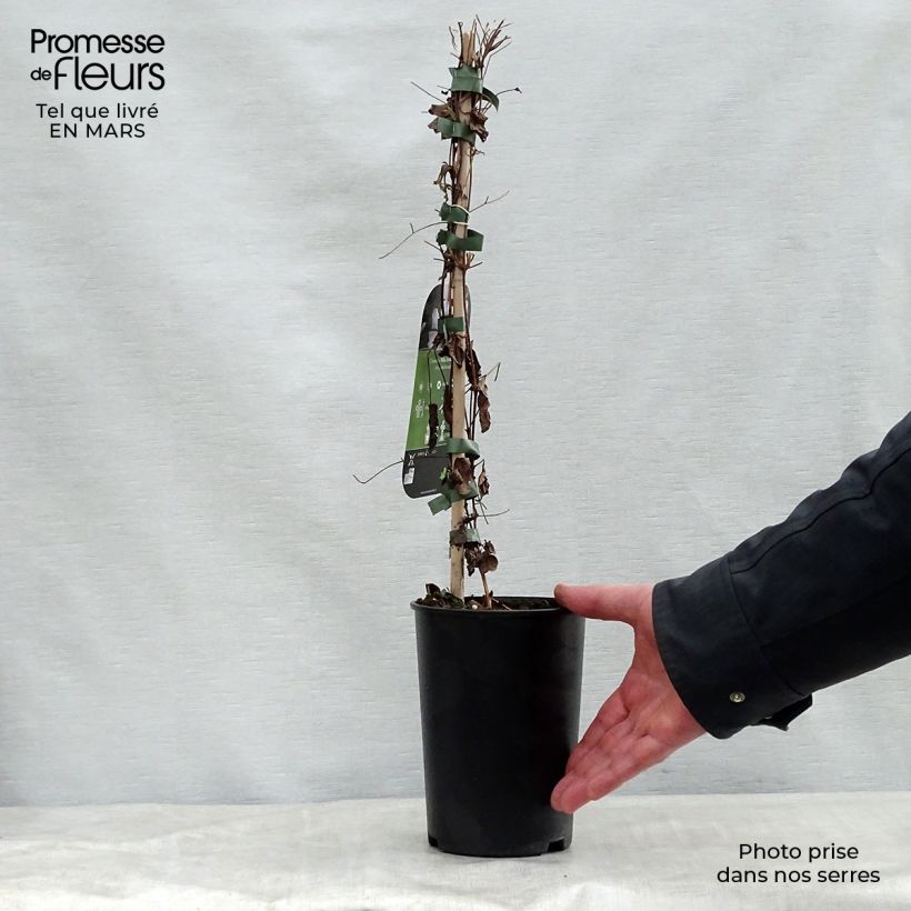 Example of Clematis viticella Alba Luxurians - Waldrebe Topf mit 2L/3L as you get in printemps