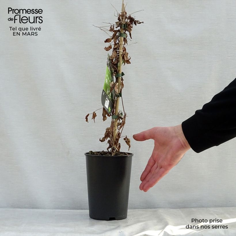 Example of Clematis viticella Black Prince - Waldrebe Topf mit 2L/3L as you get in printemps