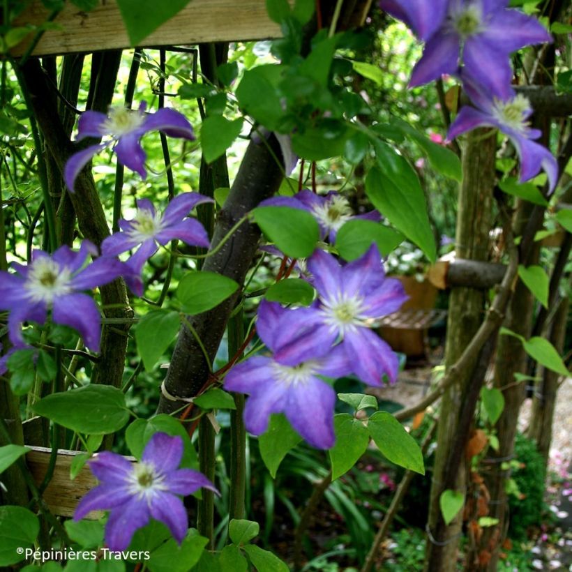 Waldrebe Bonanza - Clematis (Wuchs)