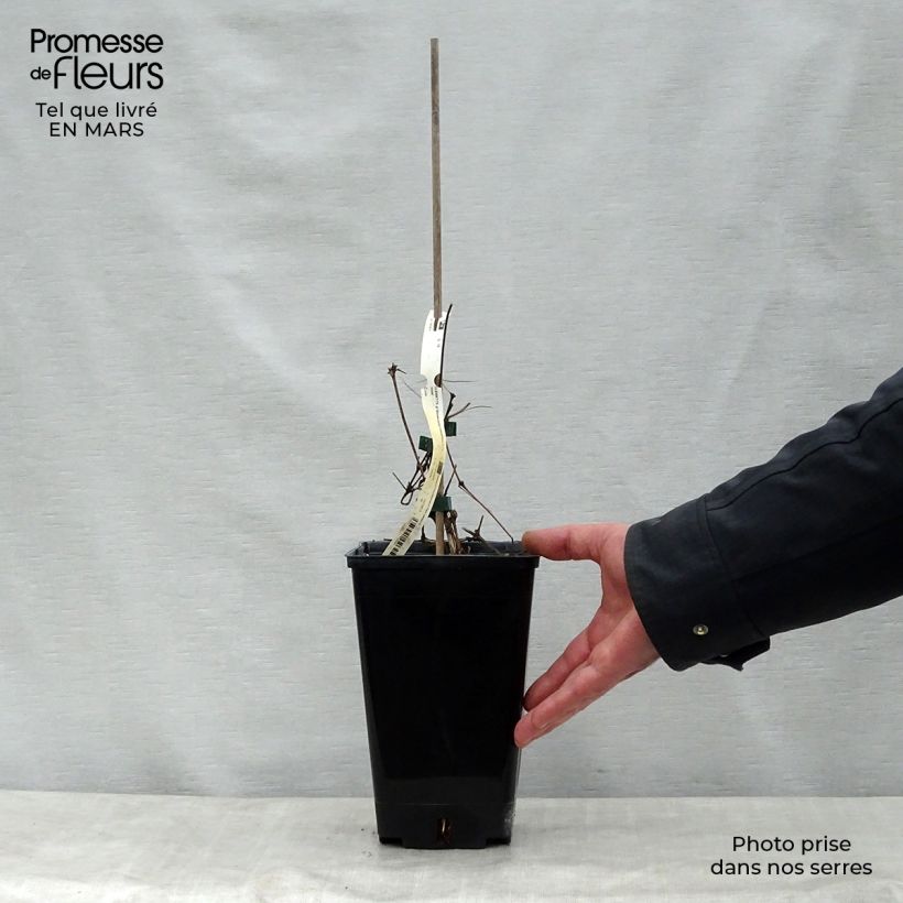 Exemplar von Waldrebe Bonanza - Clematis Topf mit 2L/3L wie im Frühjahr geliefert