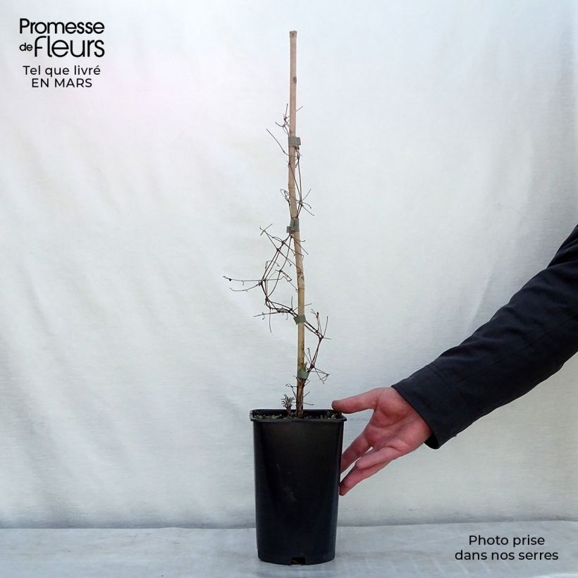 Exemplar von Clematis viticella Burning Love - Waldrebe Topf mit 2L/3L wie im Frühjahr geliefert