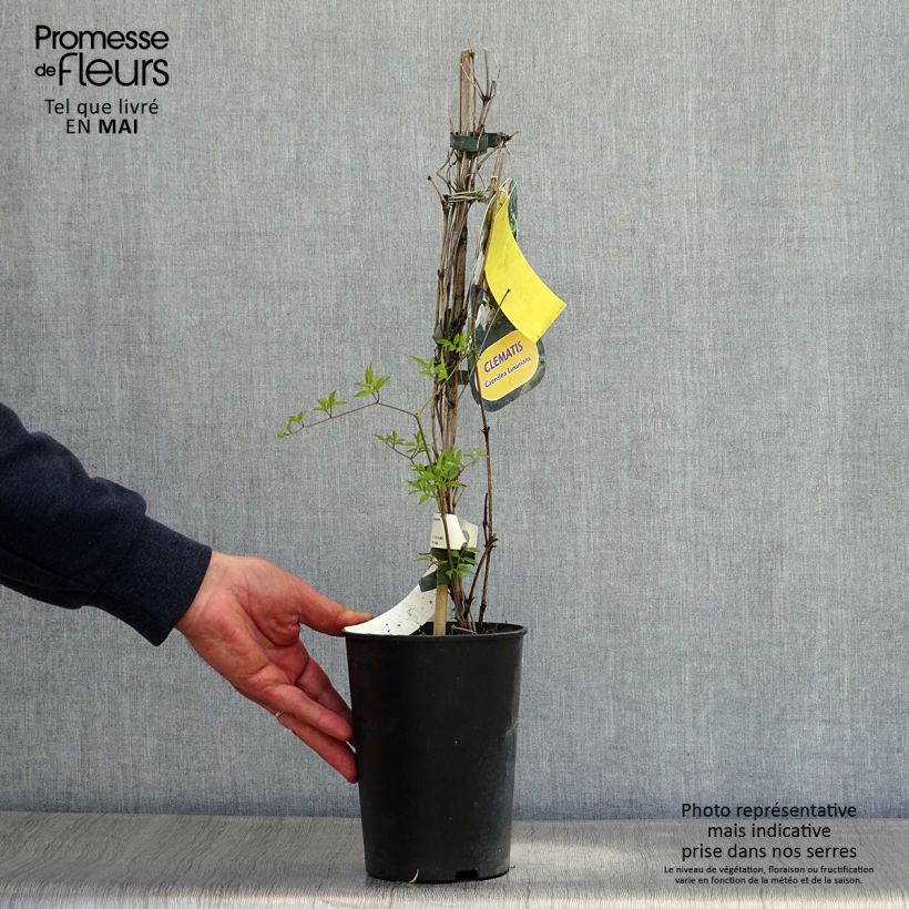 Exemplar von Clematis viticella Caerulea Luxurians - Waldrebe Topf mit 2L/3L wie im Frühjahr geliefert