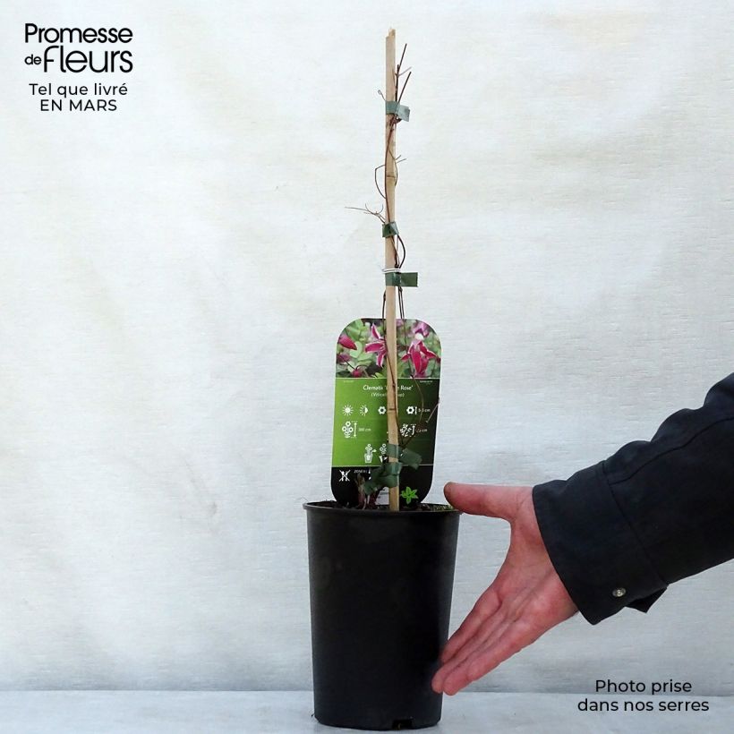 Exemplar von Waldrebe Etoile Rose - Clematis Topf mit 2L/3L wie im Frühjahr geliefert