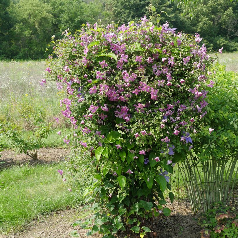 Waldrebe Krakowiak - Clematis (Wuchs)