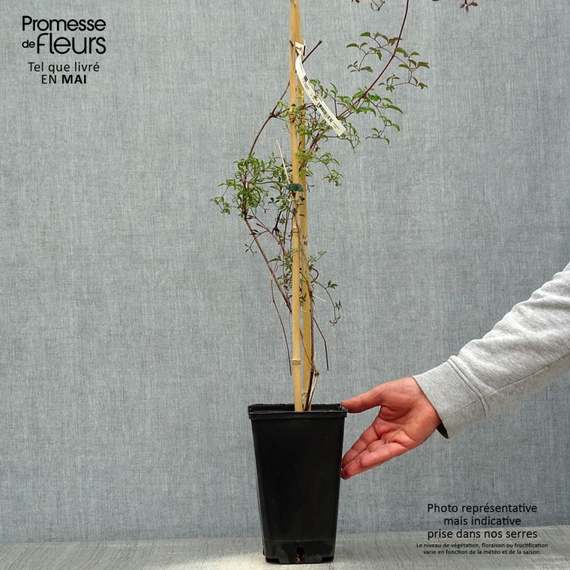 Exemplar von Waldrebe Krakowiak - Clematis Topf mit 3L/4L wie im Frühjahr geliefert