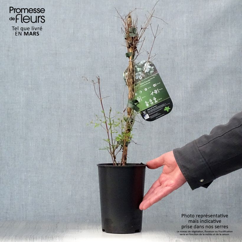 Example of Waldrebe Maria Cornelia - Clematis Topf mit 2L/3L as you get in printemps