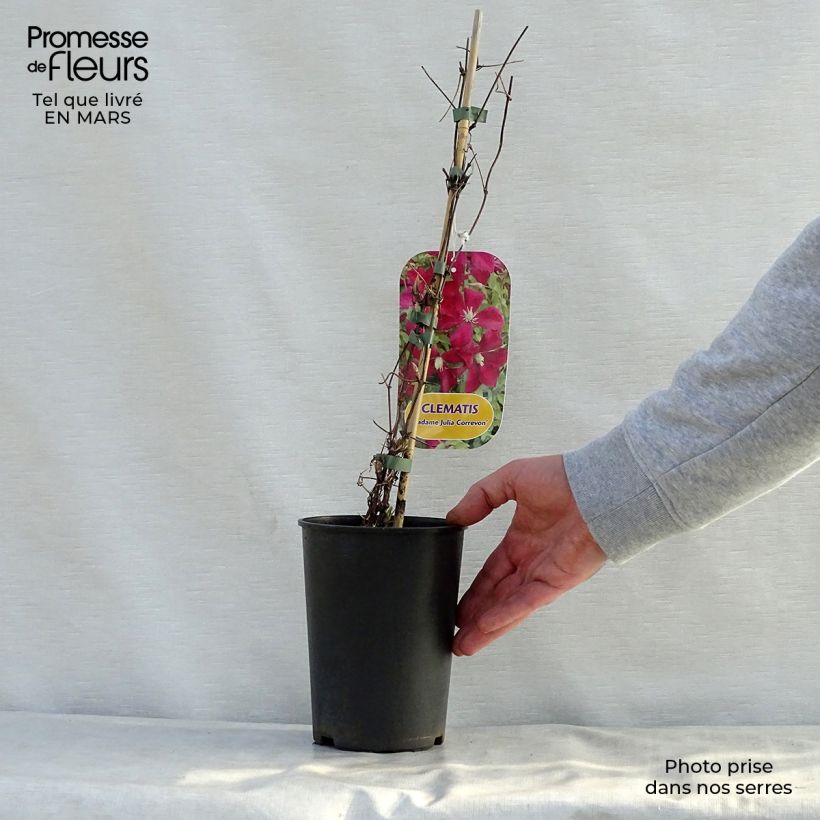 Example of Clematis viticella Mme Julia Correvon - Waldrebe Topf mit 2L/3L as you get in printemps