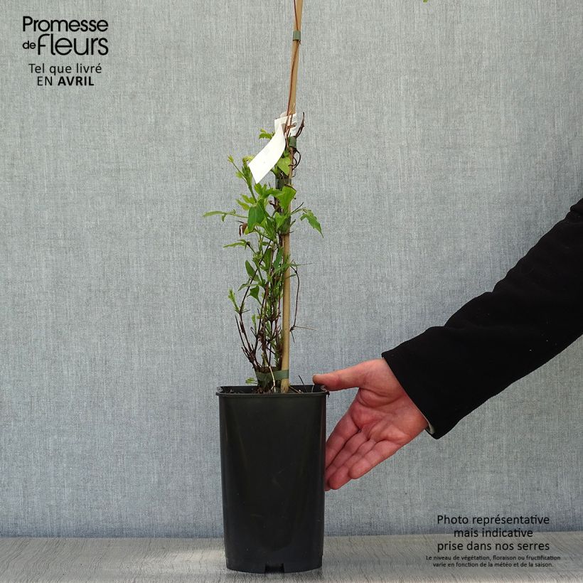 Exemplar von Waldrebe Panther - Clematis Topf mit 2L/3L wie im Frühjahr geliefert