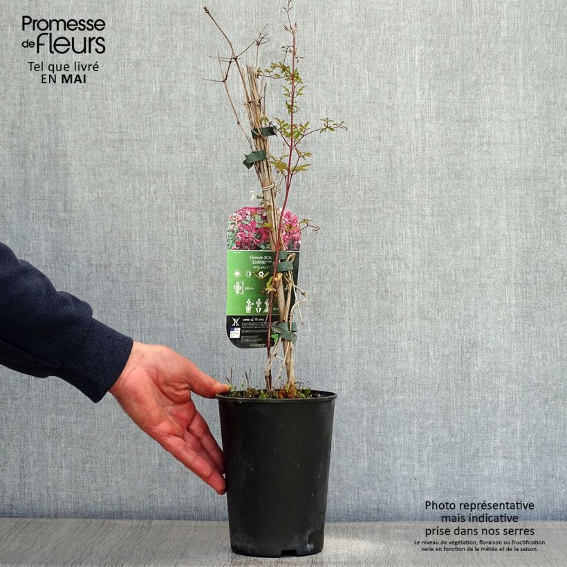 Example of Clematis viticella Rosalyn - Waldrebe Topf mit 2L/3L as you get in printemps