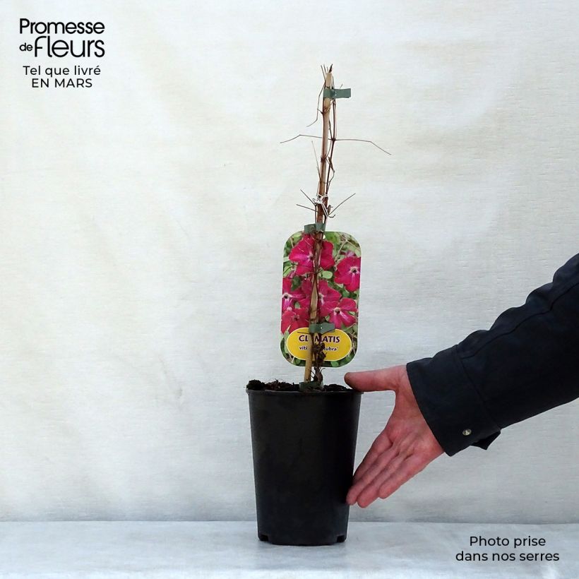 Exemplar von Clematis viticella Rubra - Waldrebe Topf mit 2L/3L wie im Frühjahr geliefert