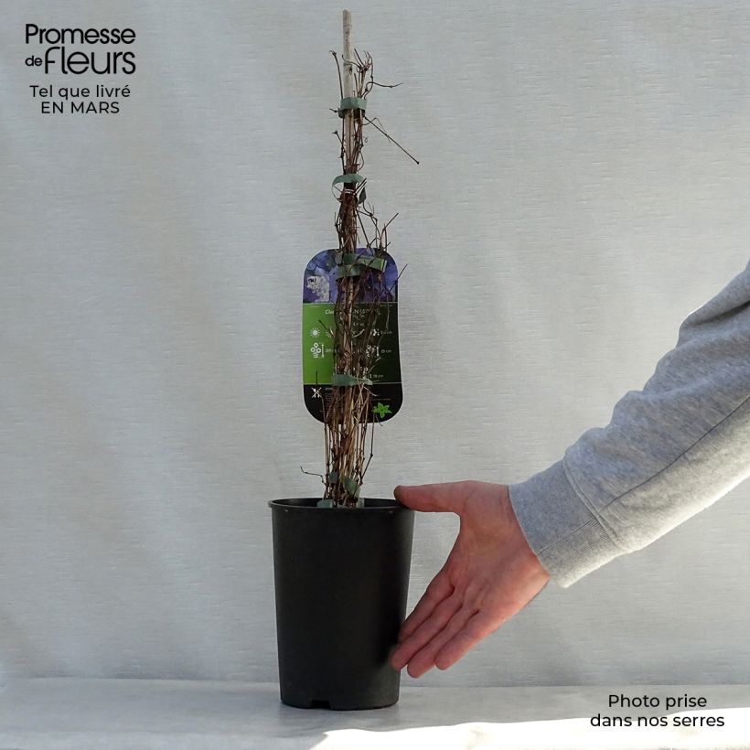 Example of Clematis viticella Sunny Sky - Waldrebe Topf mit 2L/3L as you get in printemps