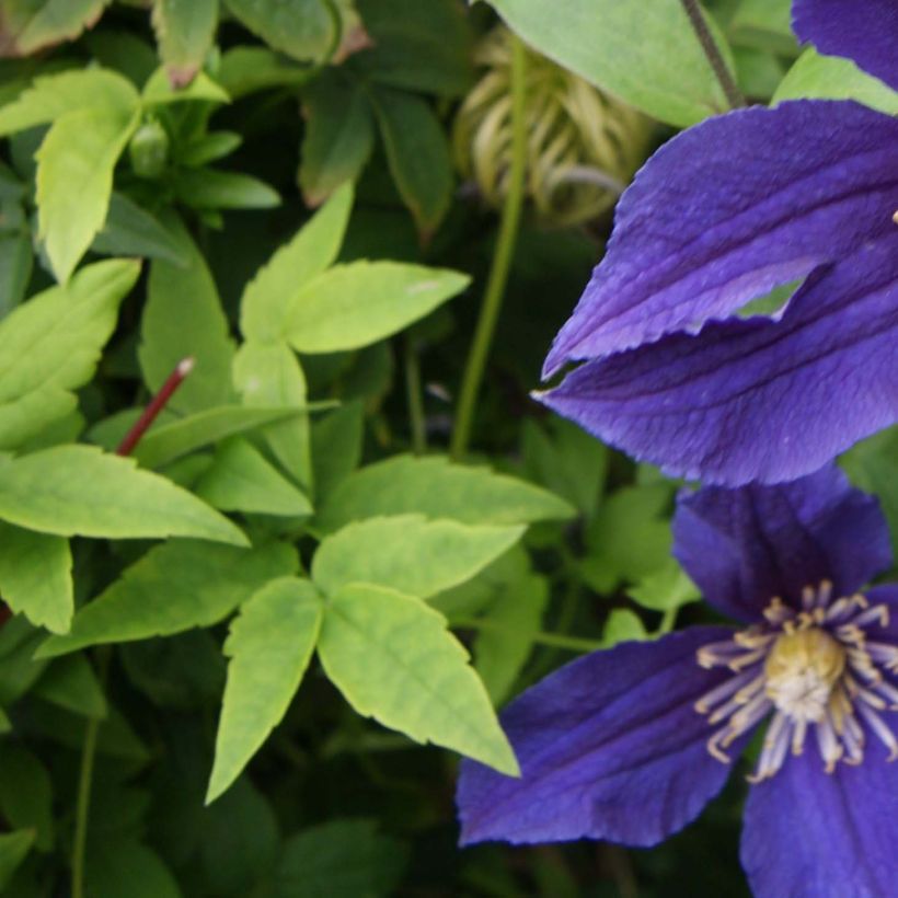 Waldrebe Hudson River - Clematis (Foliage)