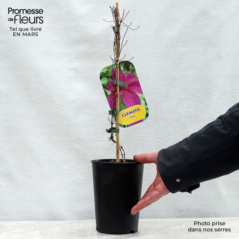Exemplar von Waldrebe Huvi - Clematis Topf mit 2L/3L wie im Frühjahr geliefert