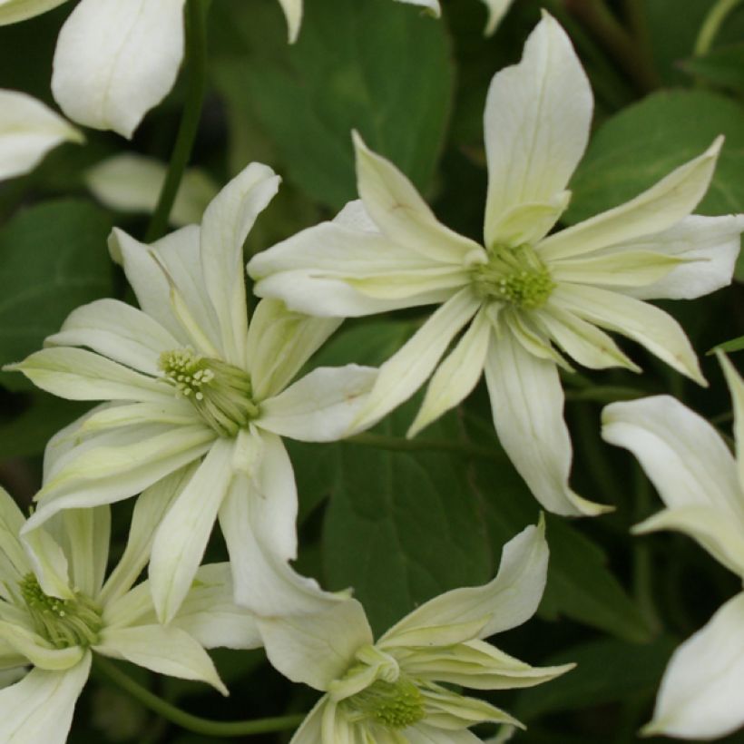 Waldrebe Jenny Keay - Clematis (Flowering)
