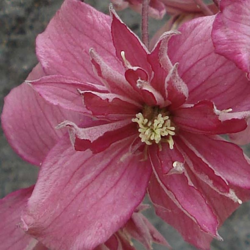 Clematis montana Broughton star - Berg-Waldrebe (Flowering)