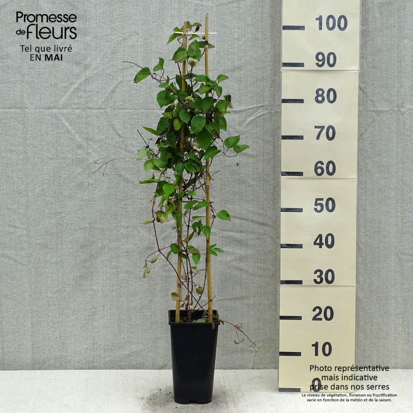 Example of Waldrebe Pink Celebration - Clematis Topf mit 2L/3L as you get in printemps