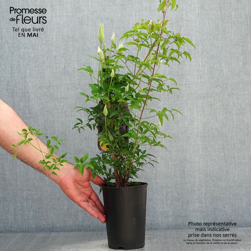 Exemplar von Waldrebe Proud Mary - Clematis Topf mit 2L/3L wie im Frühjahr geliefert