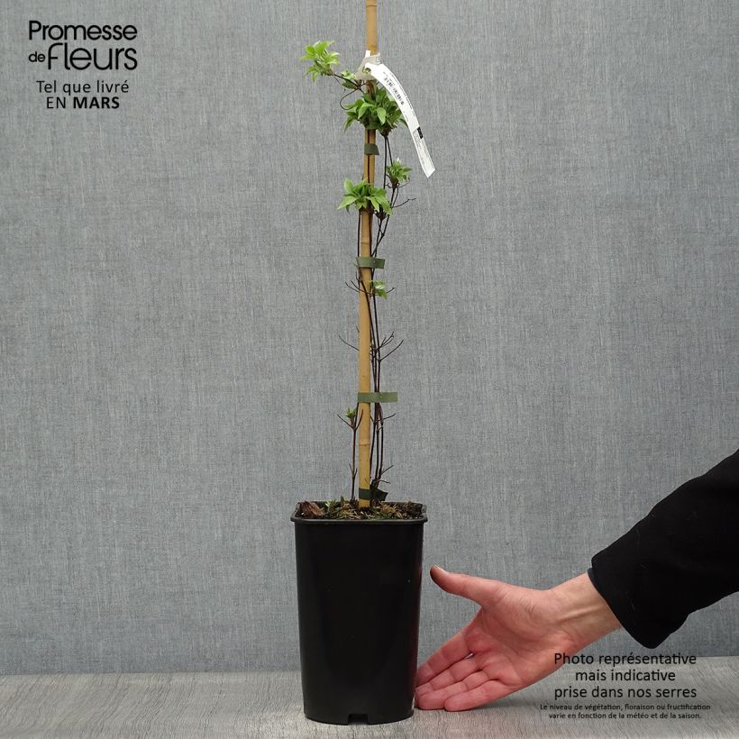 Example of Waldrebe Sparkler - Clematis Topf mit 2L/3L as you get in printemps