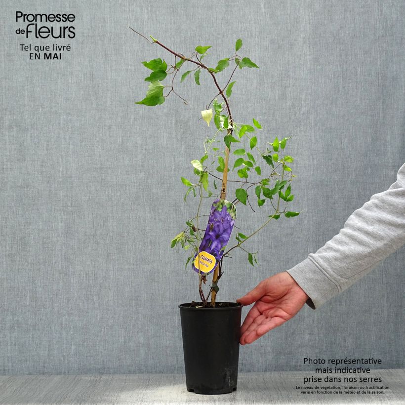 Example of Waldrebe Viva la Vida - Clematis Topf mit 2L/3L as you get in printemps