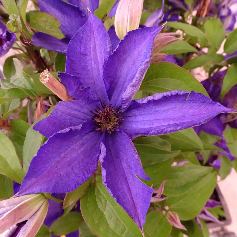 Waldrebe Viva la Vida - Clematis (Flowering)