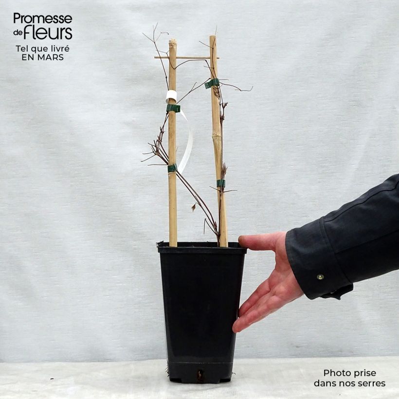 Exemplar von Waldrebe Vivienne Beth Currie - Clematis Topf mit 2L/3L wie im Frühjahr geliefert