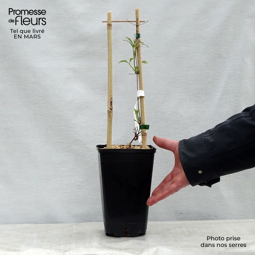 Example of Waldrebe Wildfire - Clematis Topf mit 1,5L/2L as you get in printemps