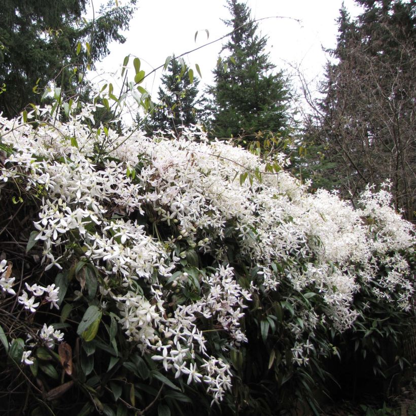 Clematis armandii Snowdrift - Immergrüne Waldrebe (Wuchs)