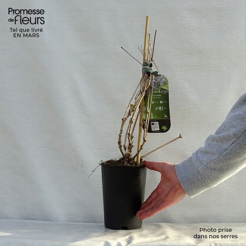 Exemplar von Clematis heracleifolia - Stauden-Waldrebe Topf mit 2L/3L wie im Frühjahr geliefert