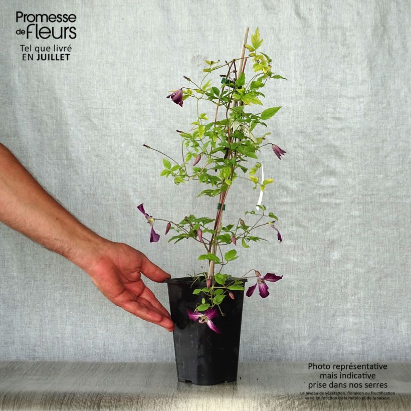 Exemplar von Clematis viticella Walemburg - Waldrebe Topf mit 1,5L/2L wie im Sommer geliefert