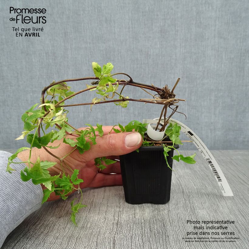 Exemplar von Clematis macropetala - Waldrebe Kleine Töpfe von 8/9 cm wie im Frühjahr geliefert