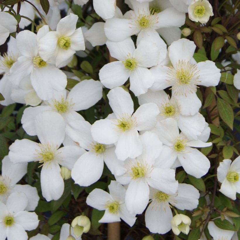Clematis montana Spring Joy - Berg-Waldrebe (Flowering)