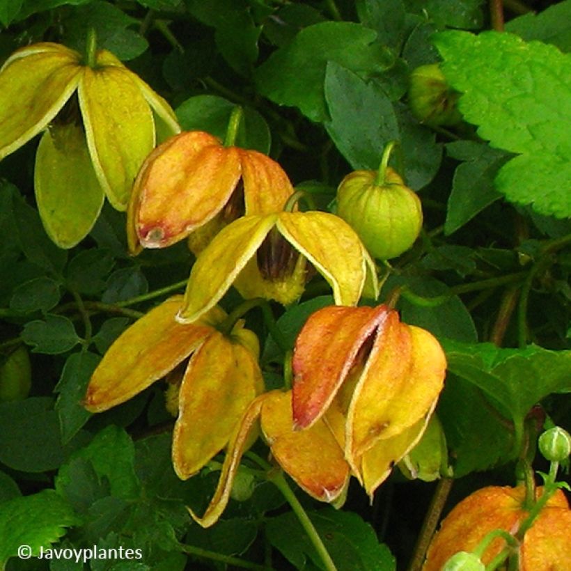 Clematis tangutica Red Ballon - Gold-Waldrebe (Blüte)