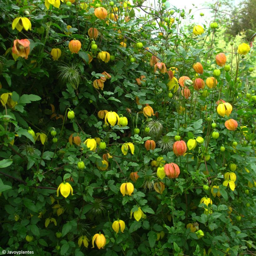 Clematis tangutica Red Ballon - Gold-Waldrebe (Wuchs)