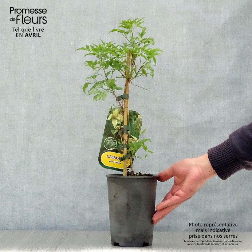 Exemplar von Clematis serratifolia - Waldrebe Topf mit 1,5L/2L wie im Frühjahr geliefert