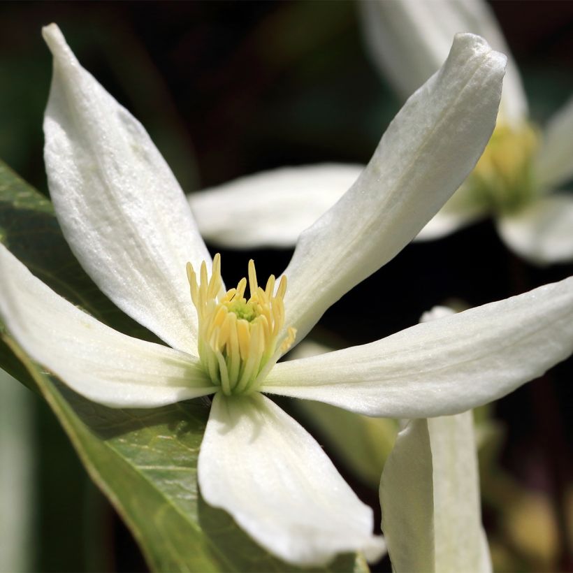 Waldrebe Southern Cross - Clematis (Blüte)