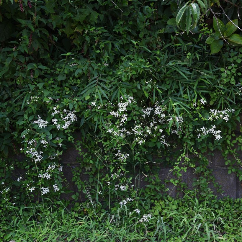 Waldrebe Southern Cross - Clematis (Wuchs)