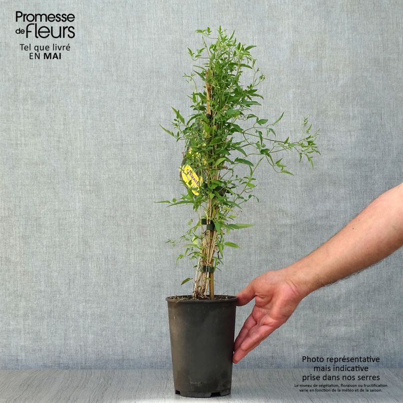 Example of Clematis tibetana subsp. tangutica - Waldrebe Topf mit 1,5L/2L as you get in printemps