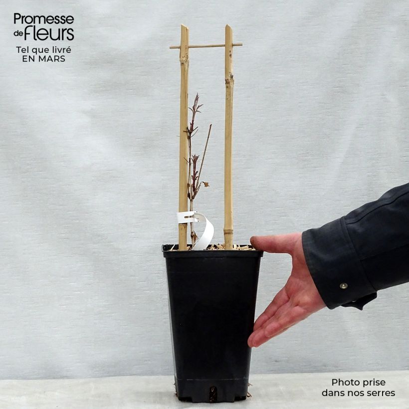 Example of Clematis viticella Dark Eyes - Waldrebe Topf mit 1,5L/2L as you get in printemps