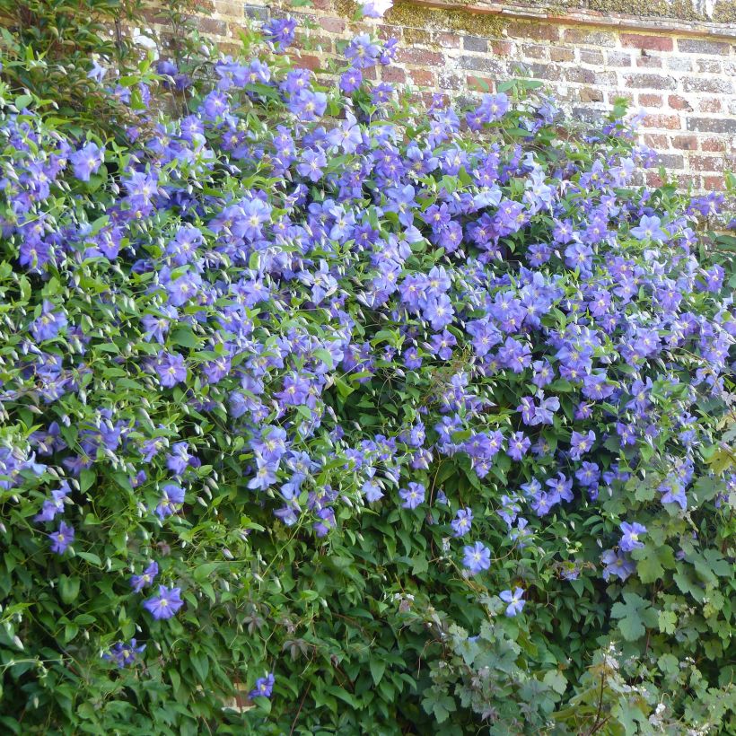 Waldrebe Perle d'Azur - Clematis (Wuchs)